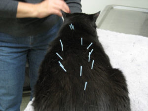Acupuncture Cat